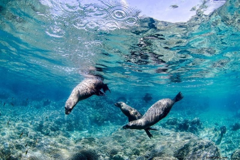 メキシコ・カボサンルーカスで楽しむべき51のアクティビティ
