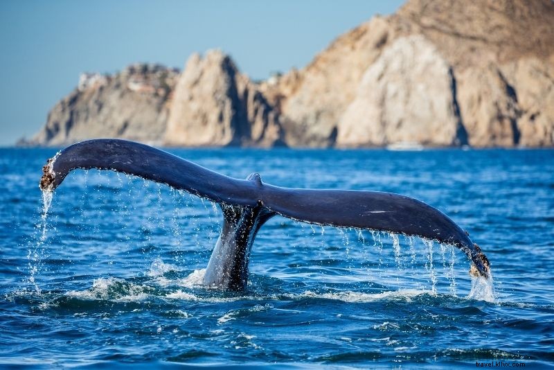メキシコ・カボサンルーカスで楽しむべき51のアクティビティ