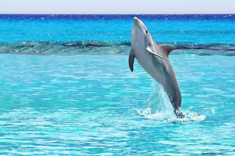 メキシコ・カボサンルーカスで楽しむべき51のアクティビティ
