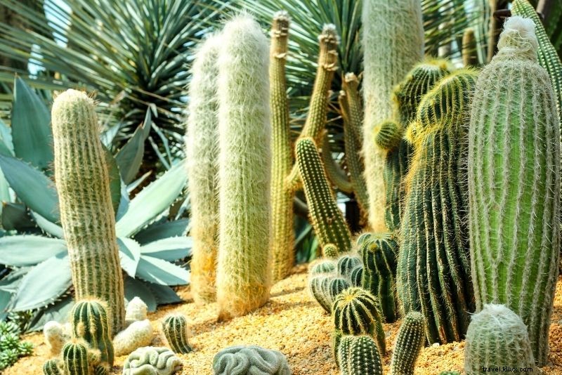 メキシコ・カボサンルーカスで楽しむべき51のアクティビティ