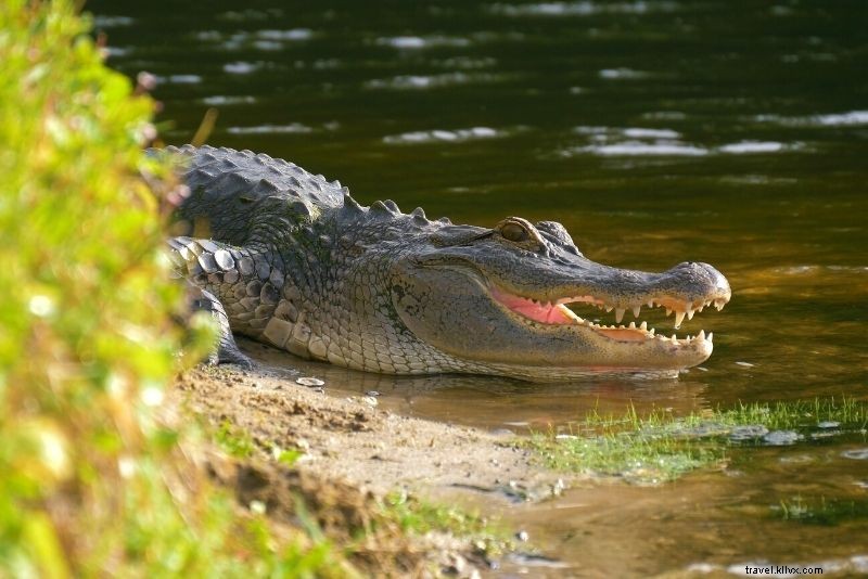 サウスカロライナ州マートルビーチで楽しむべき55のアクティビティ