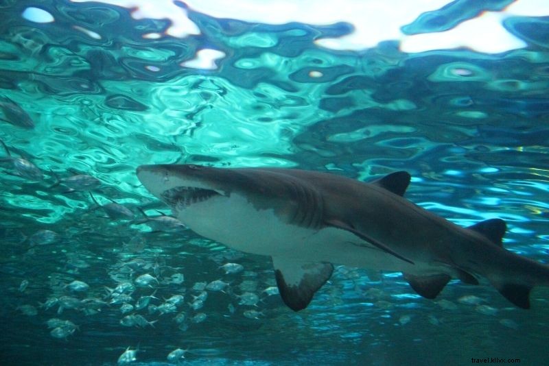 サウスカロライナ州マートルビーチで楽しむべき55のアクティビティ