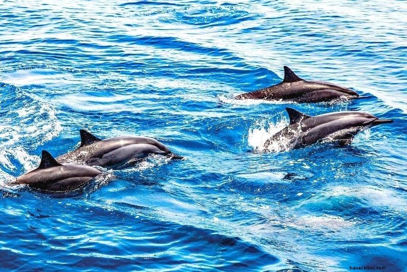 フロリダ・クリアウォーターでやるべき40の楽しいこと
