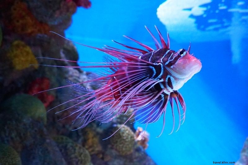 マサチューセッツ州ボストンで楽しむべき72のアクティビティ