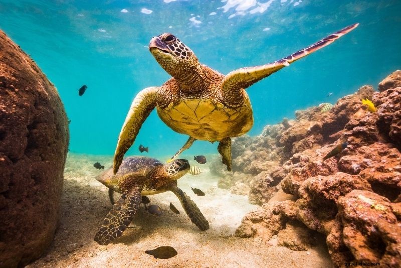 カウアイ島で楽しむべき41のアクティビティ – ハワイのツアーとエクスカーション