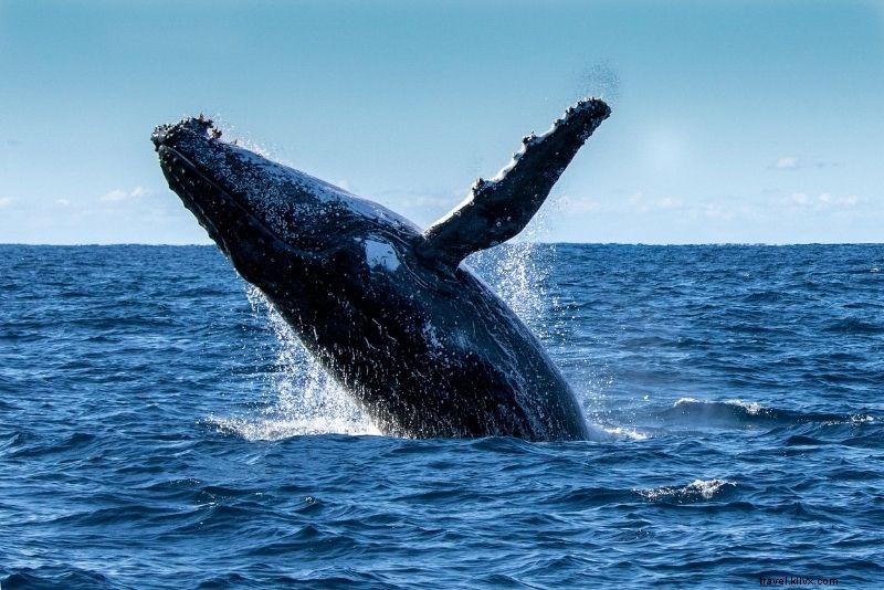 テネリフェ島で体験すべき40のユニークなアクティビティ