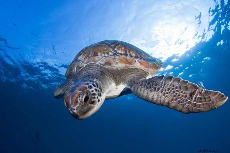 テネリフェ島で体験すべき40のユニークなアクティビティ