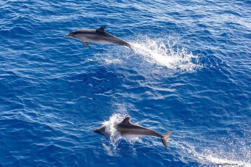 テネリフェ島で体験すべき40のユニークなアクティビティ