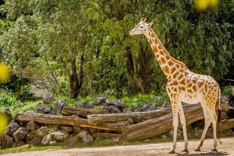 ロンドン動物園の格安チケット – 最大30%オフ