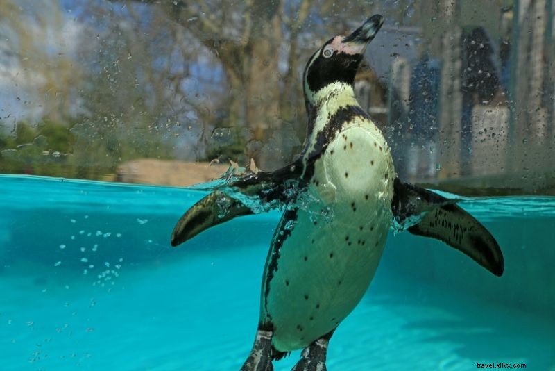 ロンドン動物園の格安チケット – 最大30%オフ