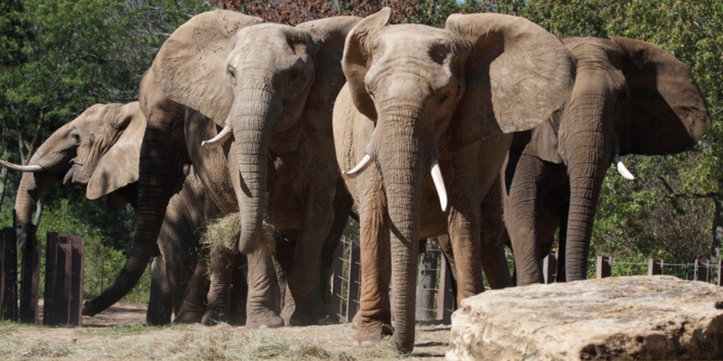 カンザスシティ動物園の象エクスペディションがリニューアル!新しい体験をご紹介