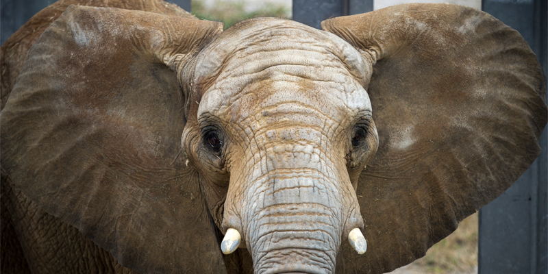 カンザスシティ動物園の象エクスペディションがリニューアル!新しい体験をご紹介