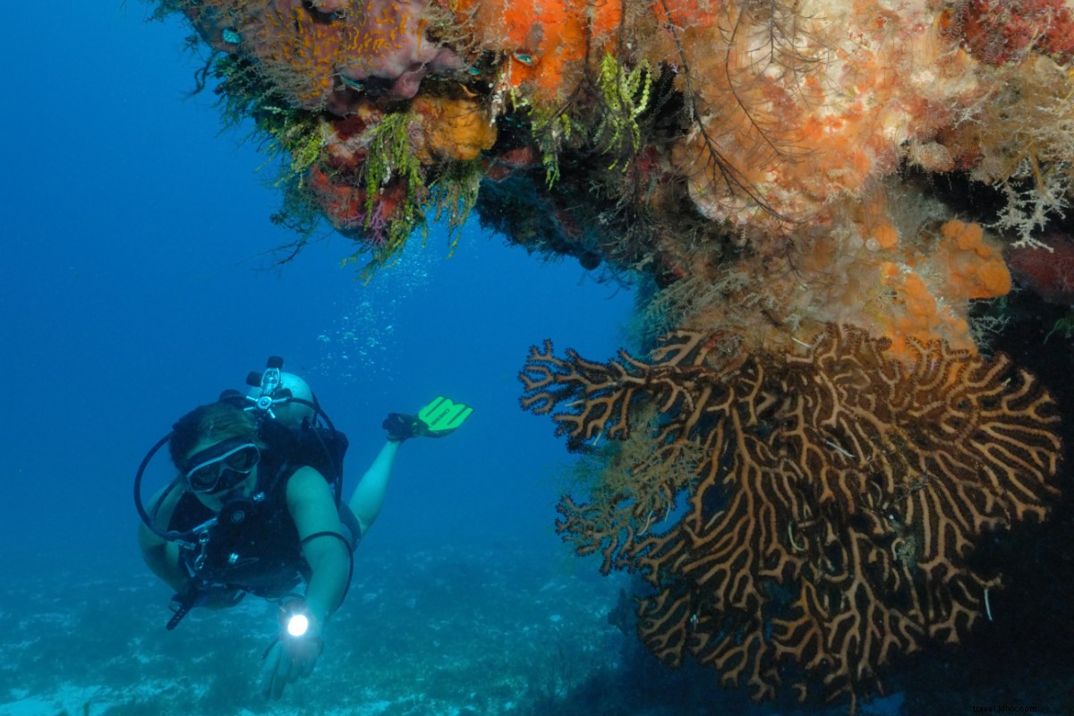 メキシコ・カリブ海のウェルネスと驚異