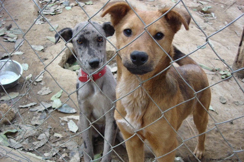 愛犬ミミへの旅と想い