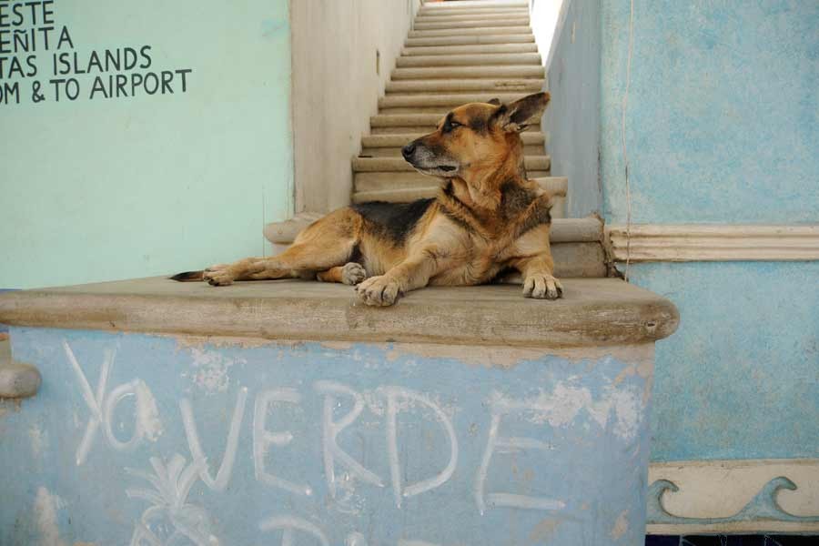 メキシコ・リベラ・ナヤリットで見つけた自由な犬たち