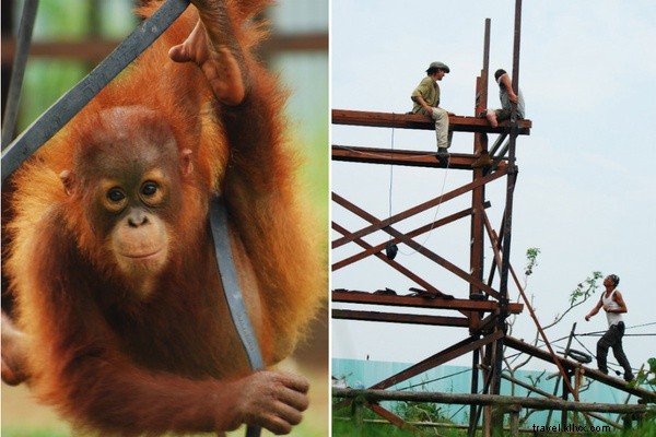 ボルネオで未踏の道を辿り、オランウータンを追いかけた旅