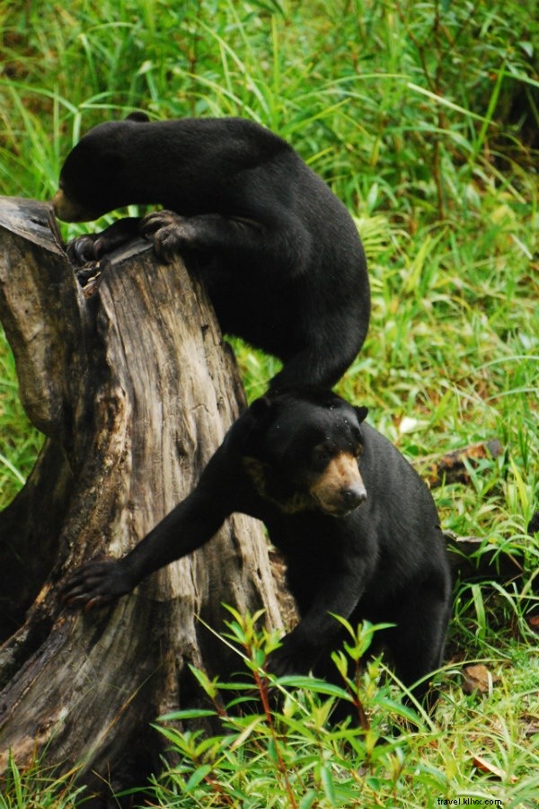 ボルネオで未踏の道を辿り、オランウータンを追いかけた旅