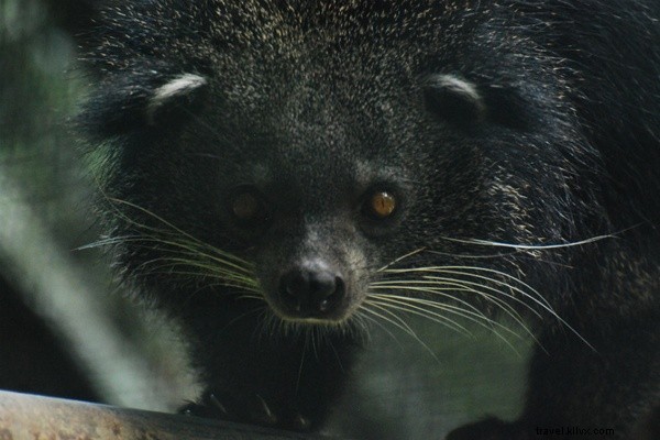 ボルネオで未踏の道を辿り、オランウータンを追いかけた旅
