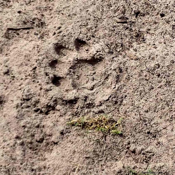 ボツワナ・サファリで食物連鎖を体感する私の場所
