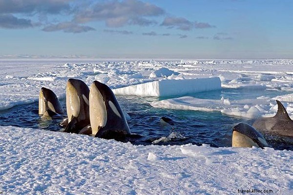 南極ロス海で見たキラークジラのスパイホッピング
