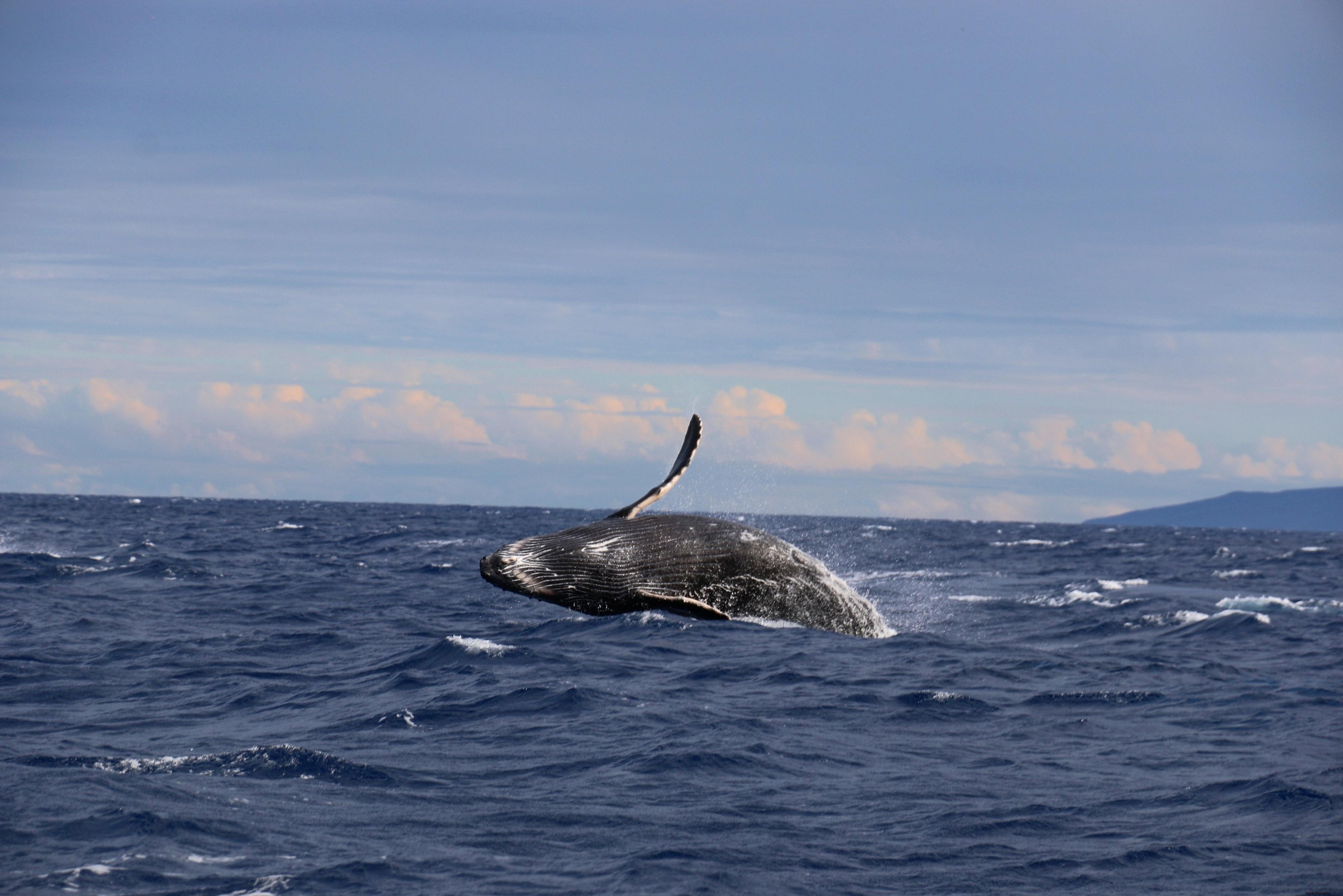 シロナガスクジラが海面を飛び越える壮大な瞬間