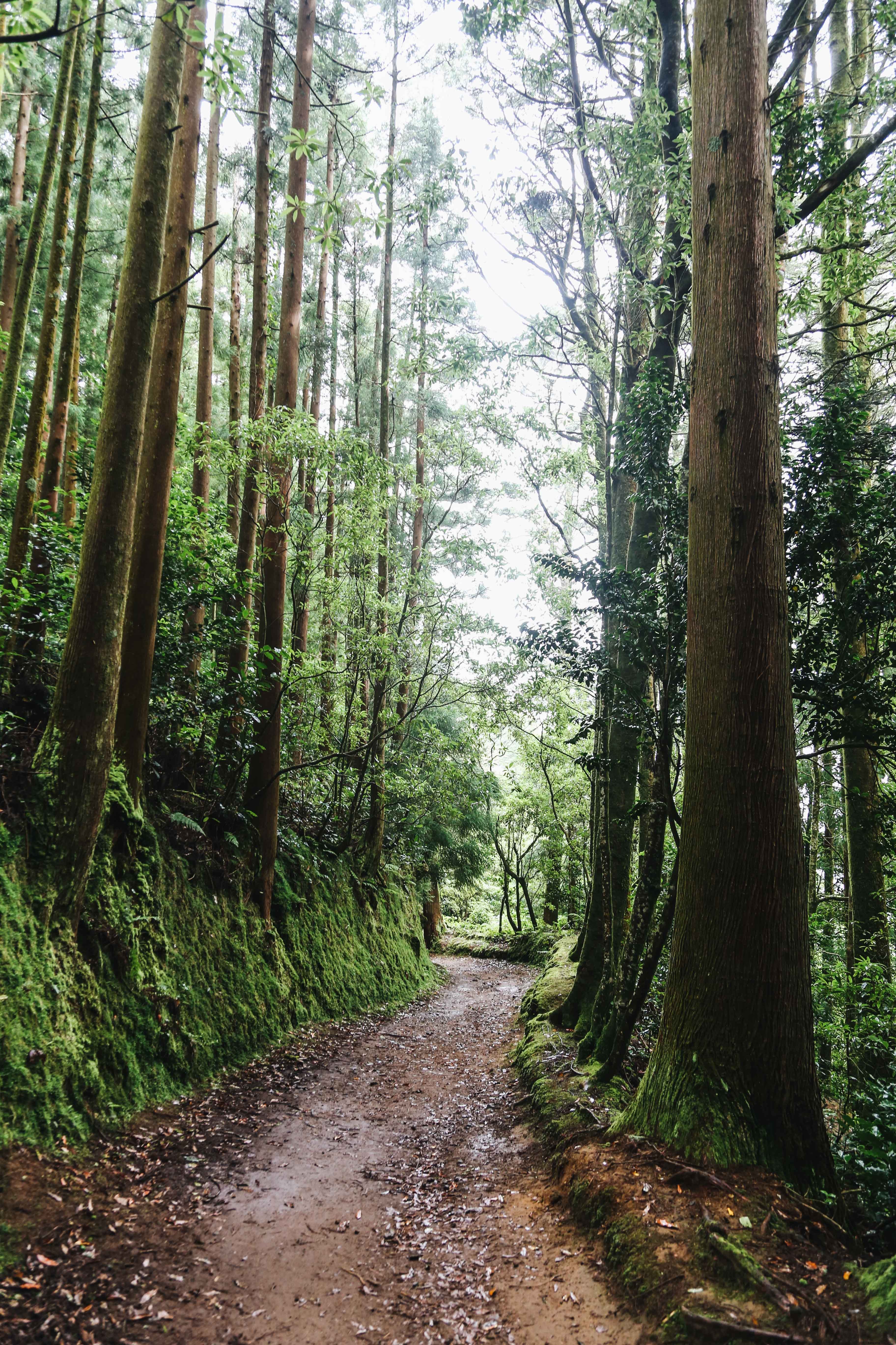 木々に囲まれた空の森での散歩写真
