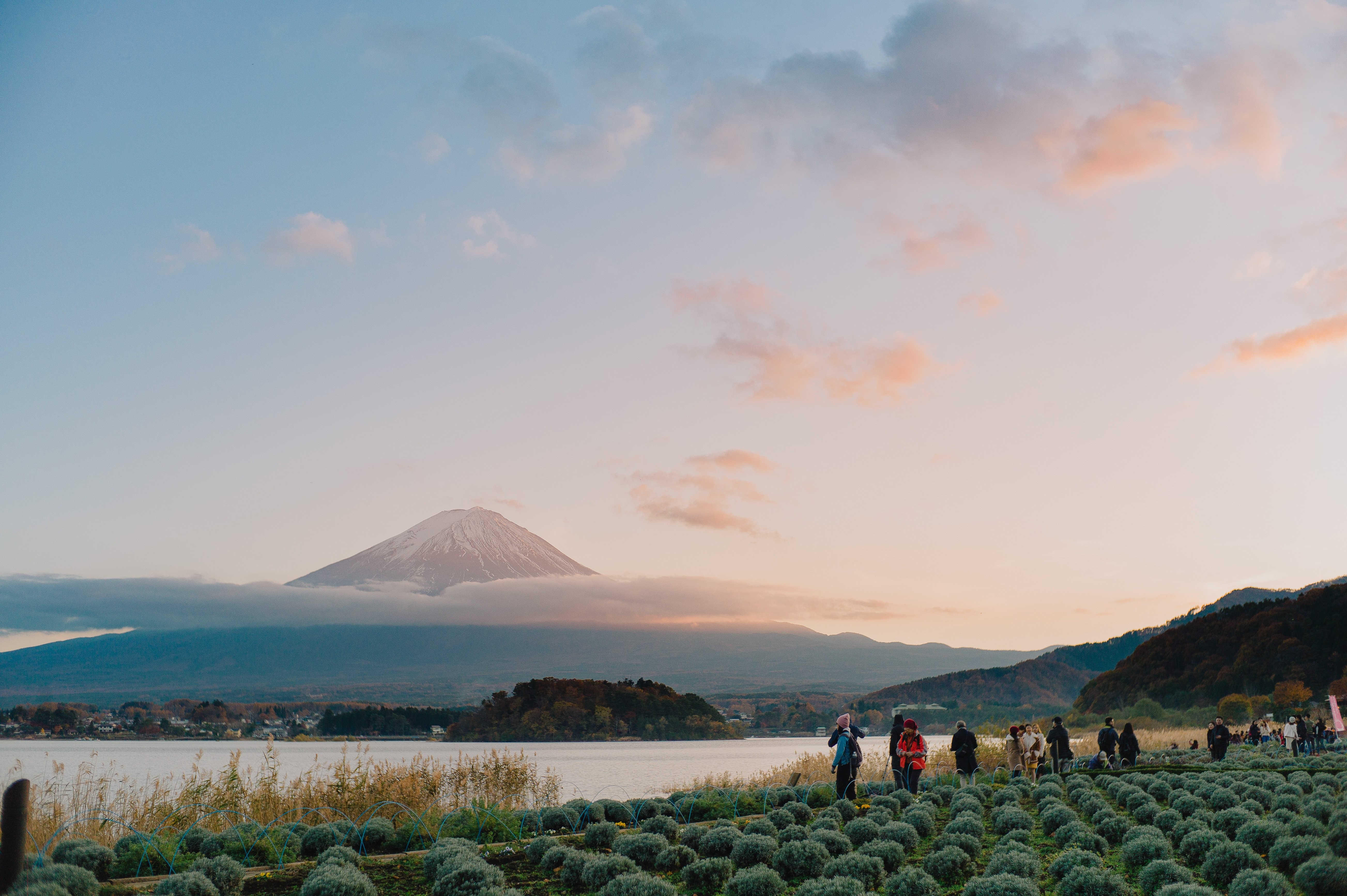 丸い植物が並ぶ畑に立つ人物の写真