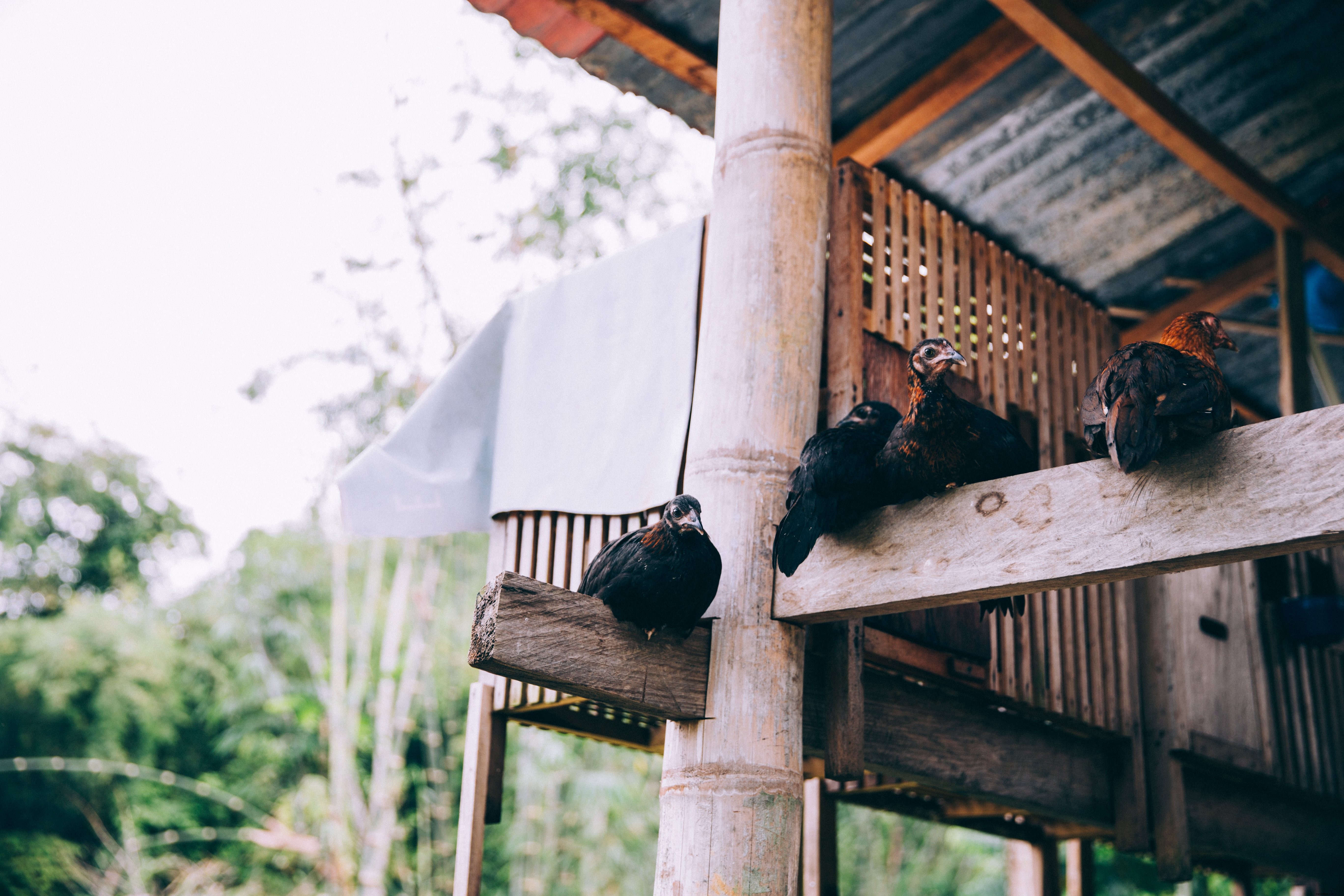インドネシア寺院の木梁にとまる鳥の写真
