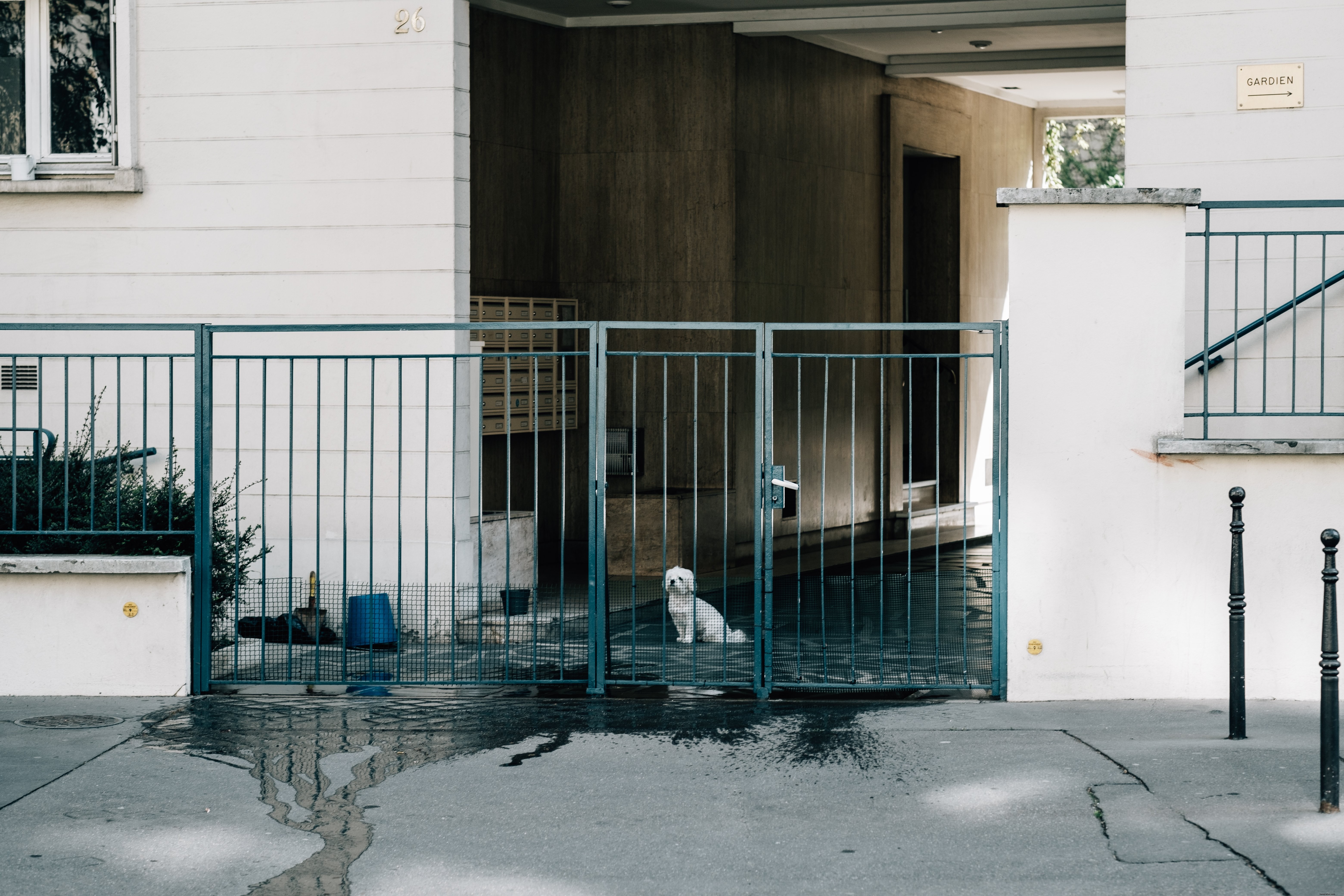 白い建物の青い金属柵越しに覗く小さな犬の写真