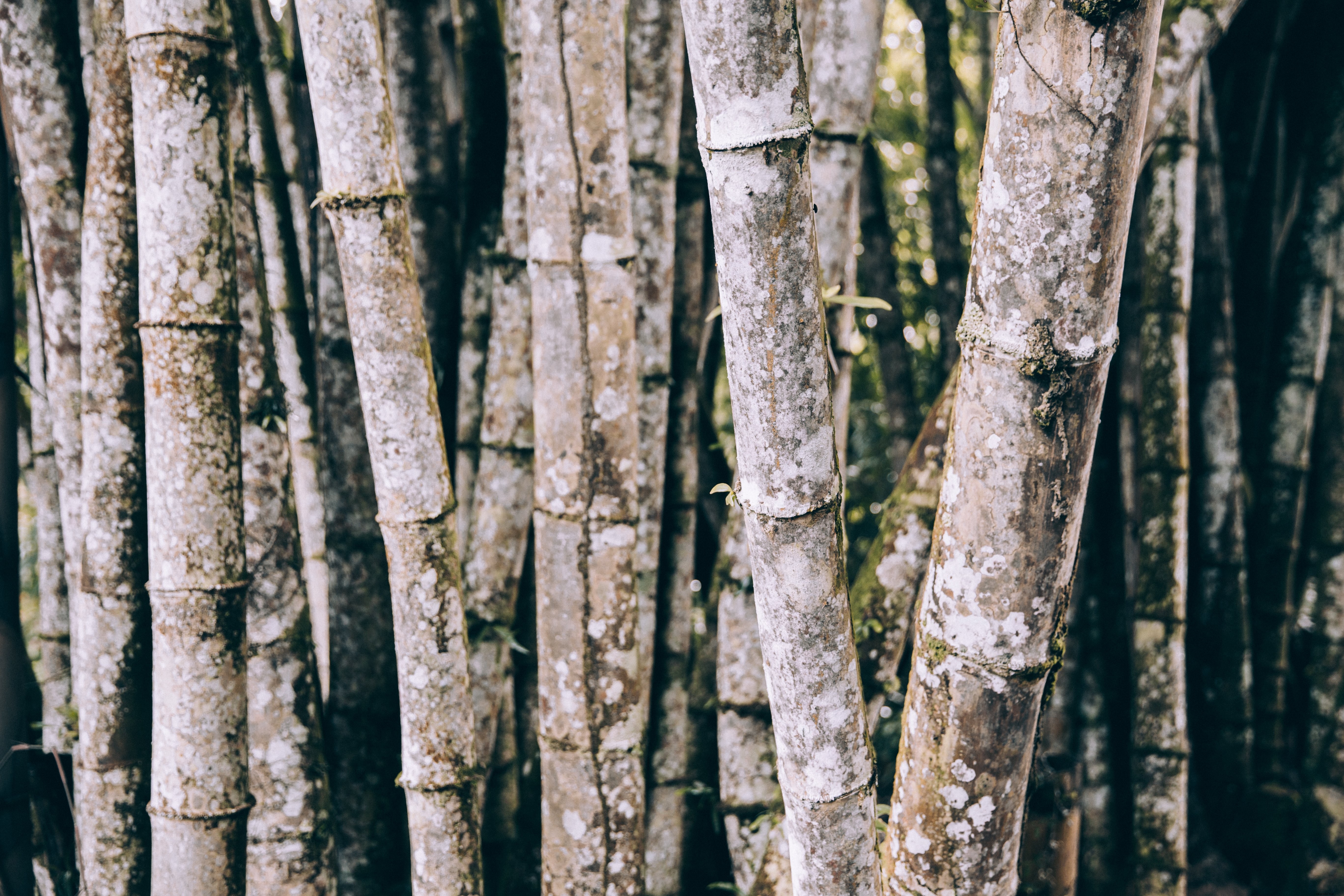 苔に覆われた風化した竹の幹の写真