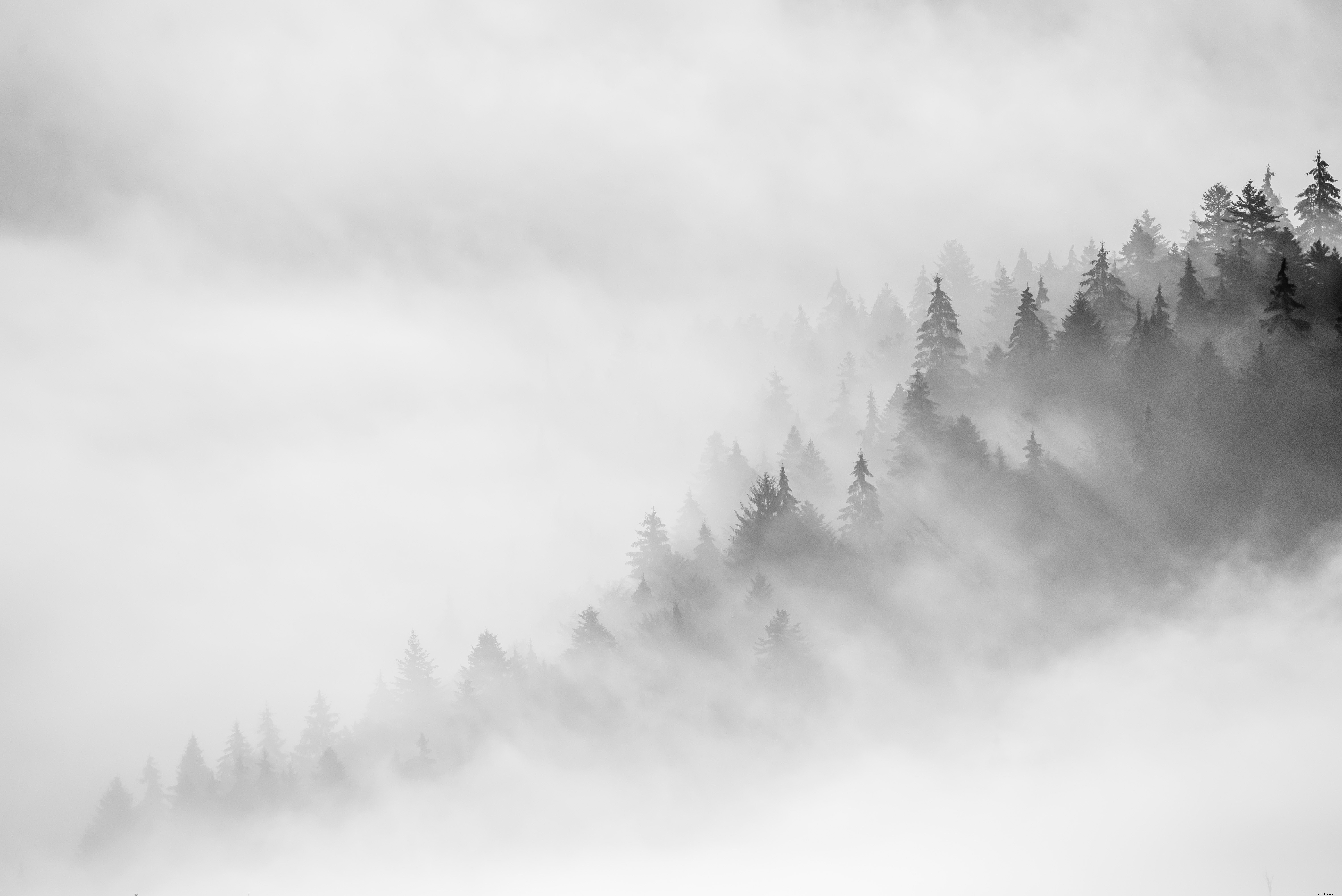 木々に漂う霧のモノクロ写真