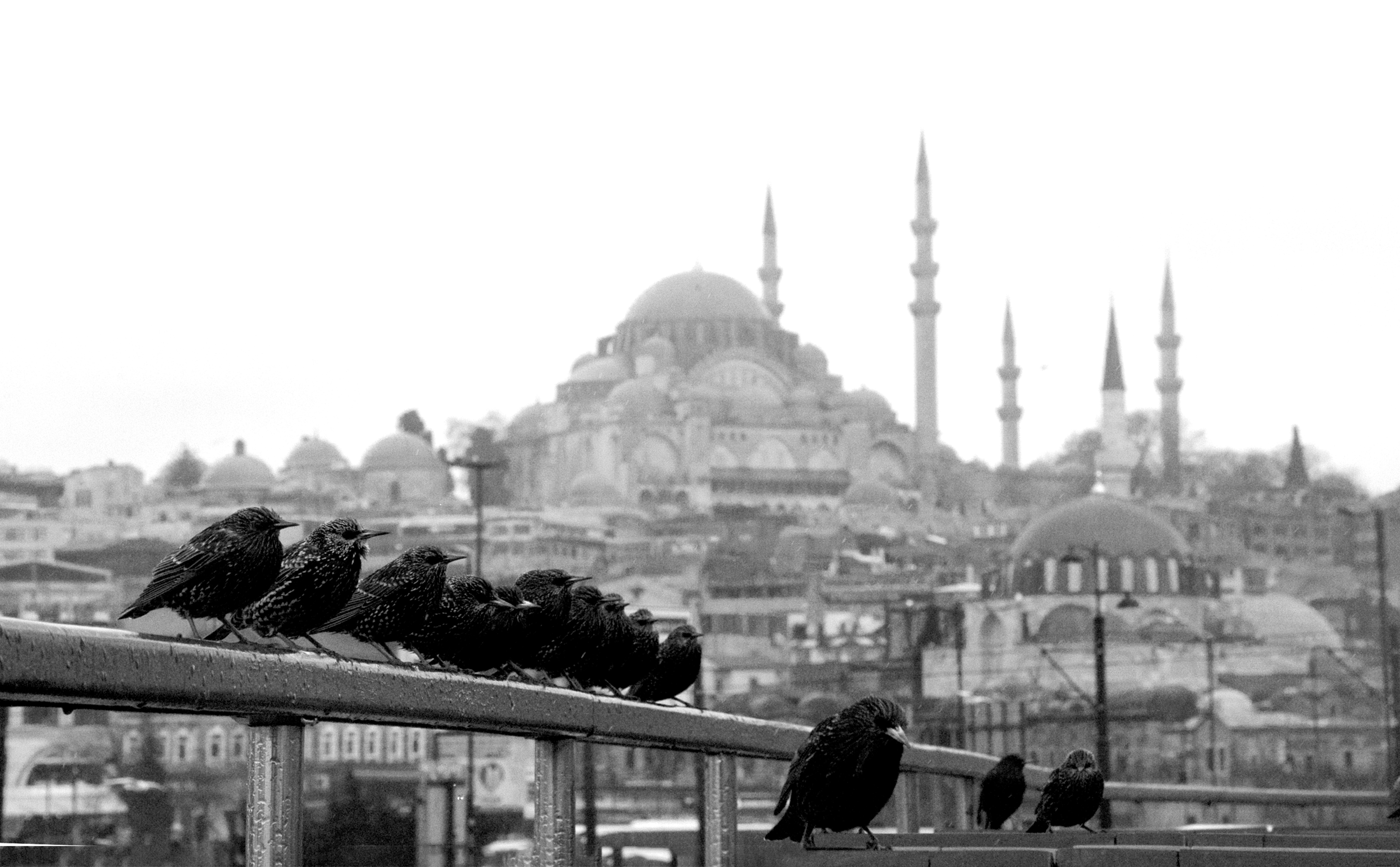 柵の上にとまる鳥の白黒写真