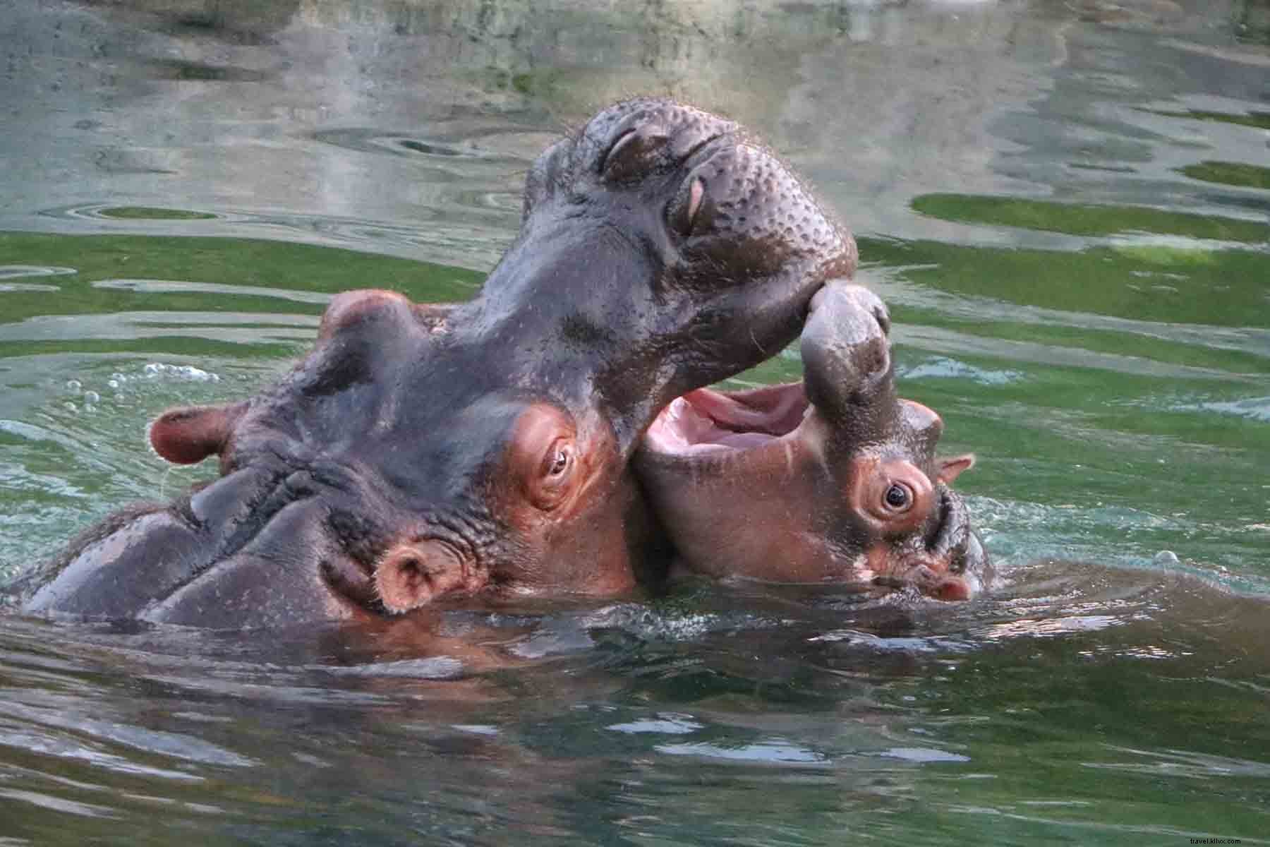 ダラスで体感するディズニーの魔法