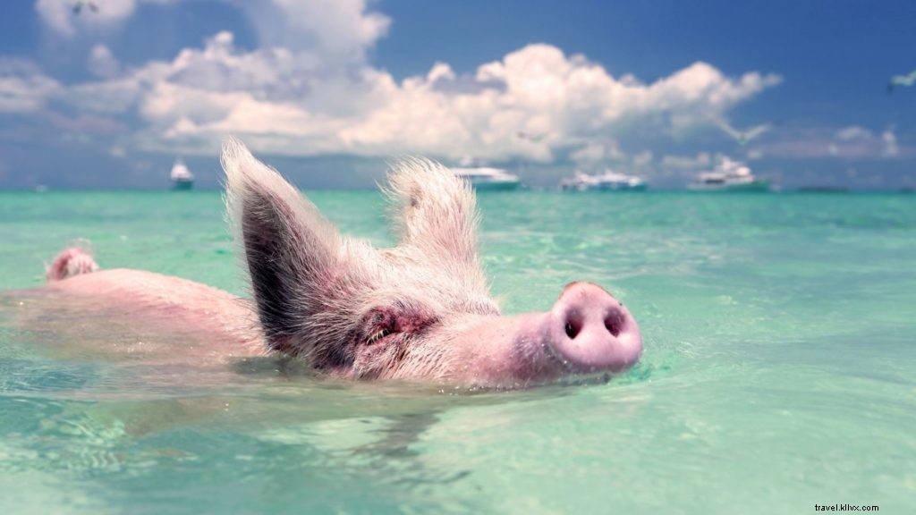 家族全員が楽しめるカリブ海の11選