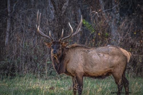 ブルーリッジ・パークウェイを越えてチェロキーへ