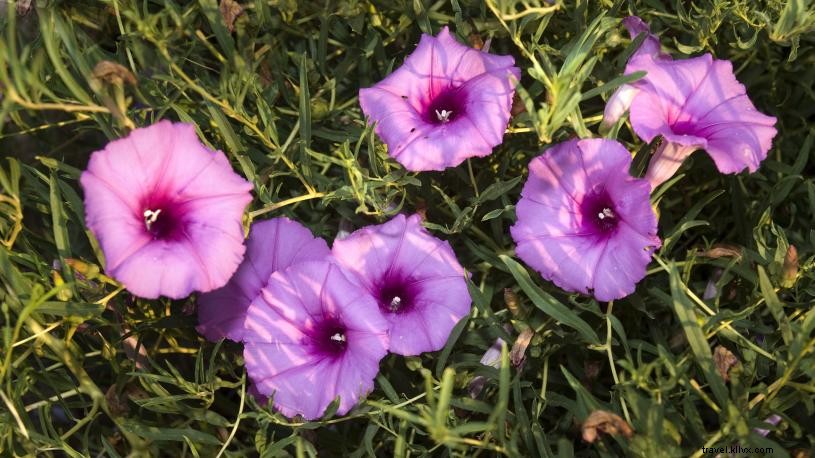 ネブラスカで野花を楽しめる4つの絶景スポット