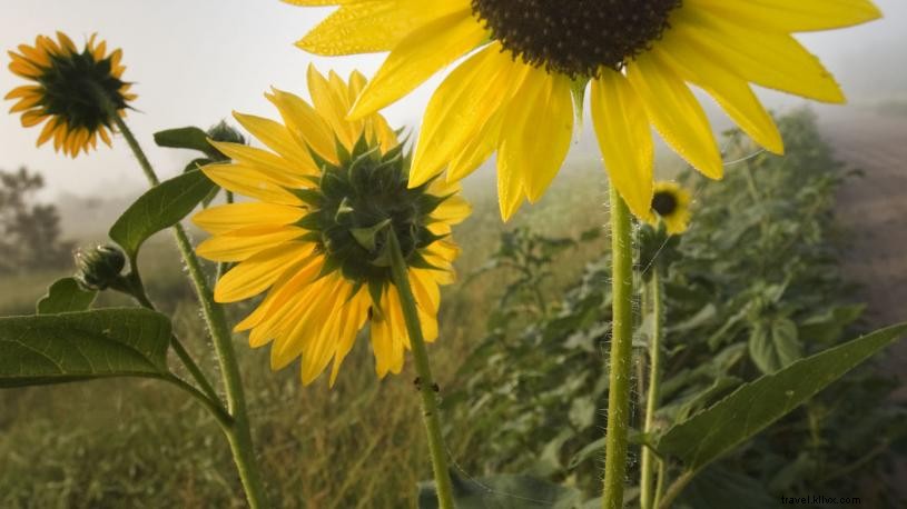 ネブラスカで野花を楽しめる4つの絶景スポット