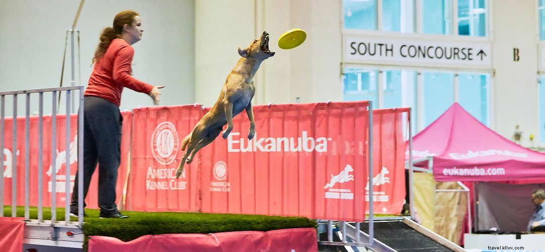 オーランドで楽しむペットイベント：犬と猫の魅力満載