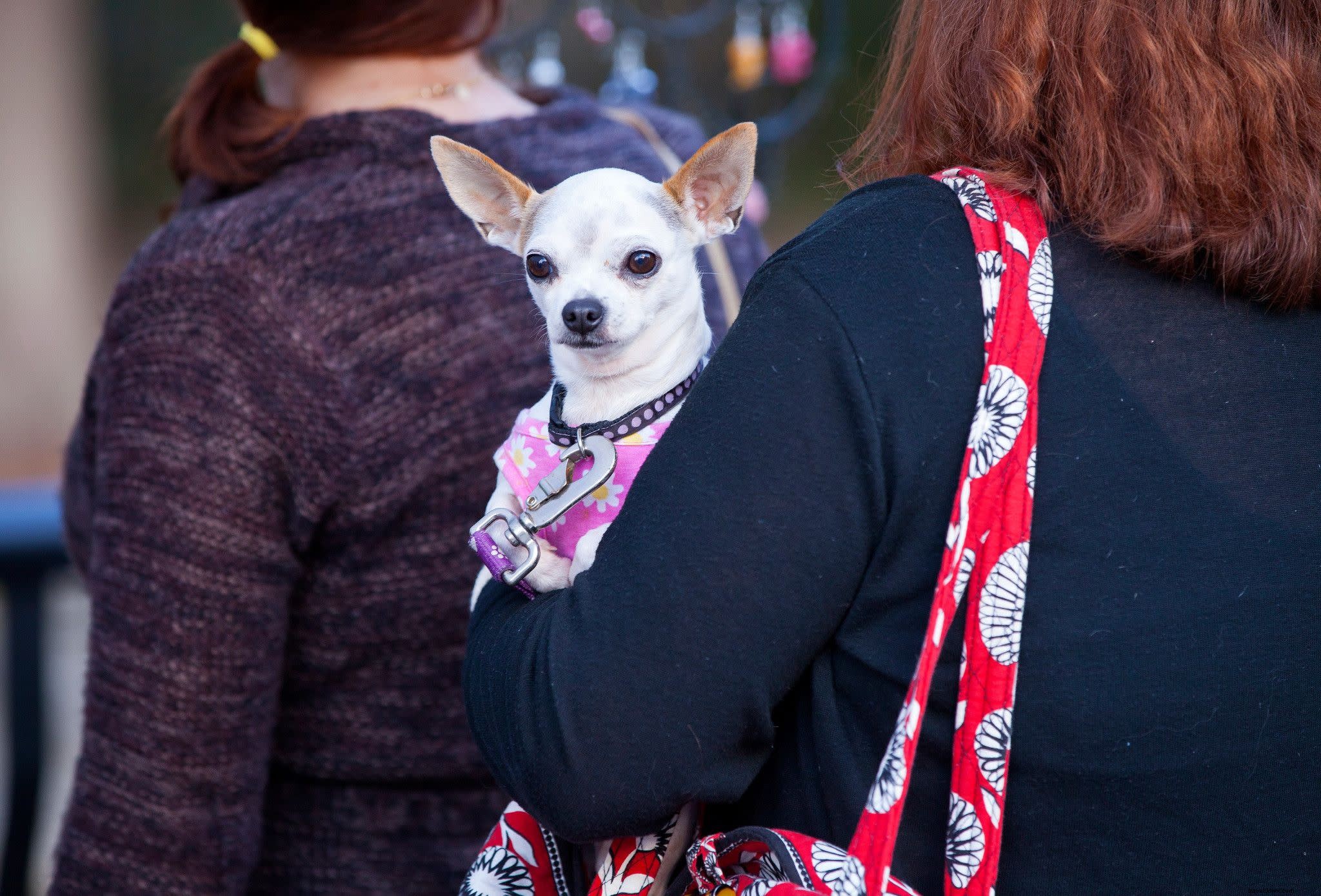 オーランドで楽しむペットイベント：犬と猫の魅力満載