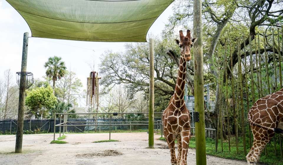 ニューオーリンズの美術館と展示をバーチャルで巡る