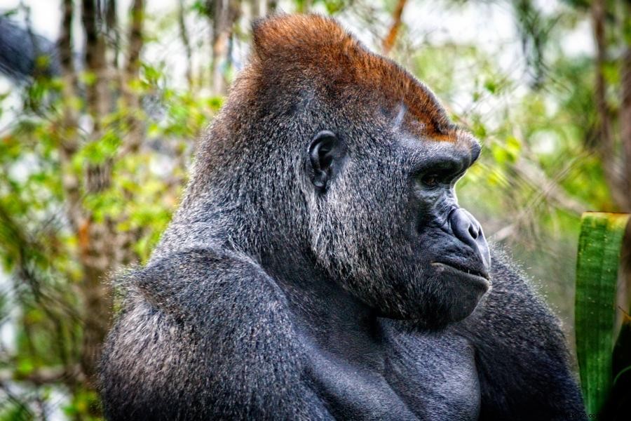 ミネソタの動物園で野生動物と触れ合う5つのおすすめスポット