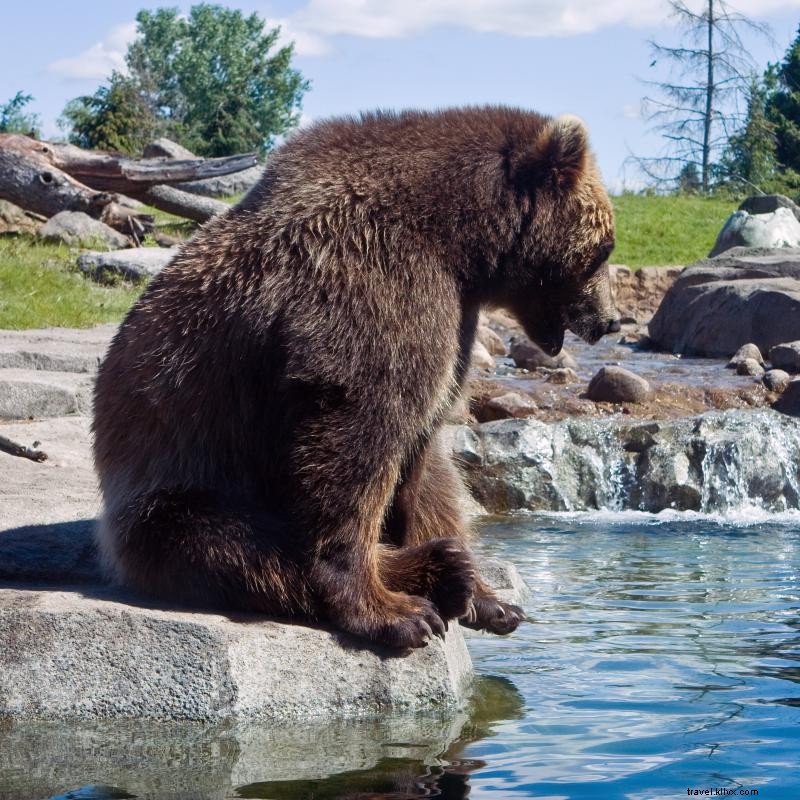ミネソタの動物園で野生動物と触れ合う5つのおすすめスポット
