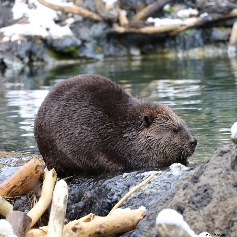 ミネソタの動物園で野生動物と触れ合う5つのおすすめスポット