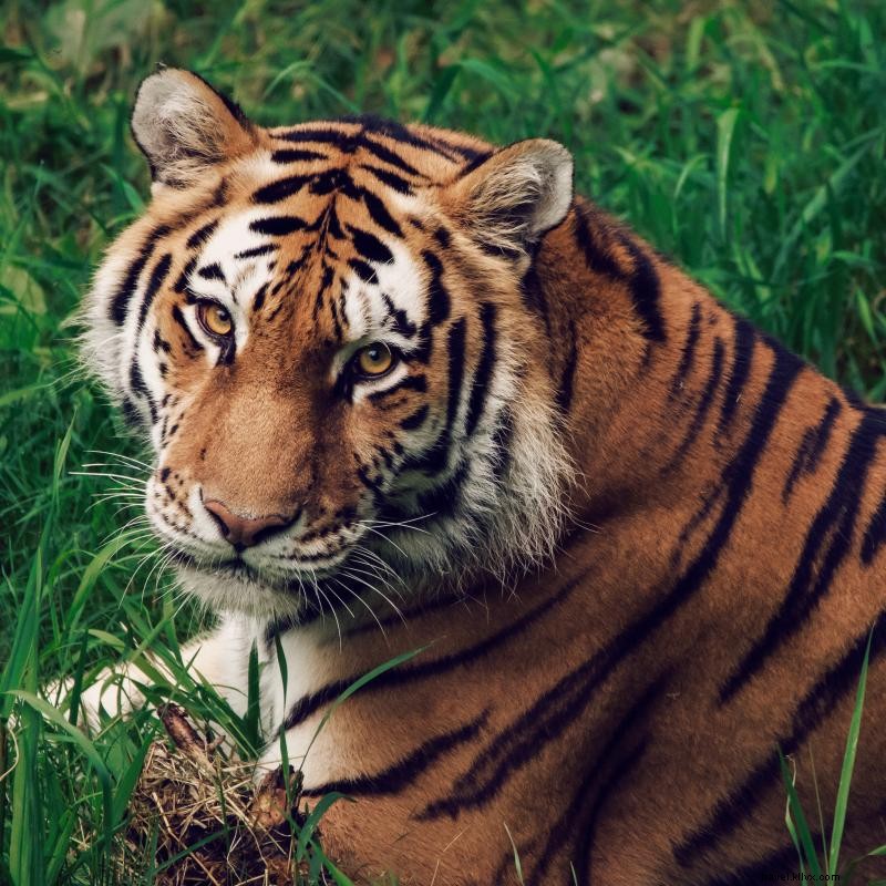 ミネソタの動物園で野生動物と触れ合う5つのおすすめスポット