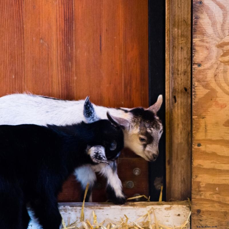 ミネソタの動物園で野生動物と触れ合う5つのおすすめスポット