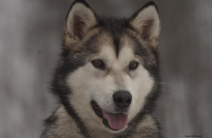 バウンダリー・ウォーターズで体験する犬ぞりの魅力