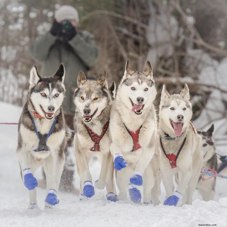 バウンダリー・ウォーターズで体験する犬ぞりの魅力