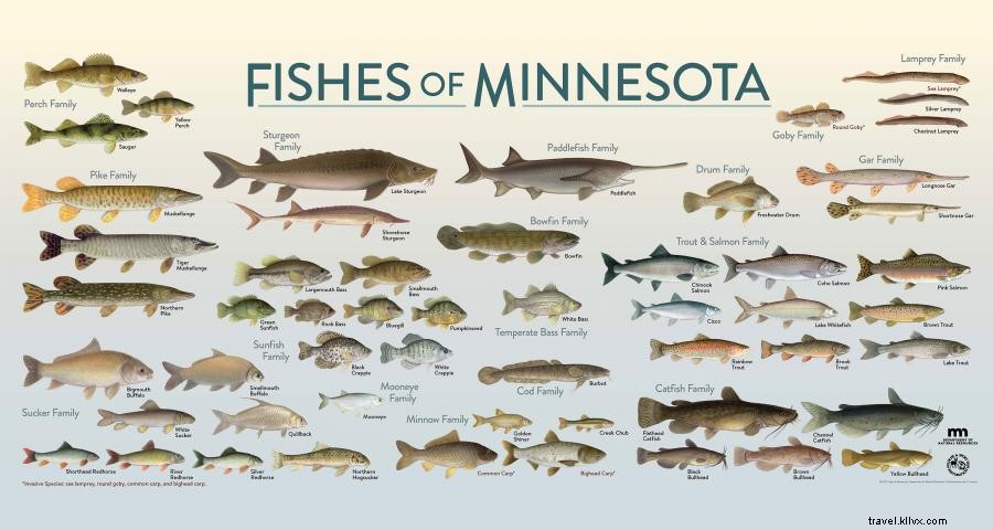 ミネソタで釣りを楽しむべき10の理由