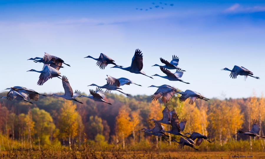 秋の渡り鳥観察を体験—パインからプレーリーへ