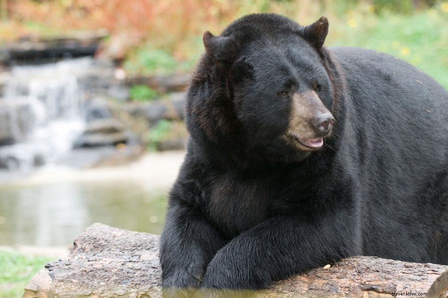 エリーでオオカミとクマに出会える3つの自然体験スポット
